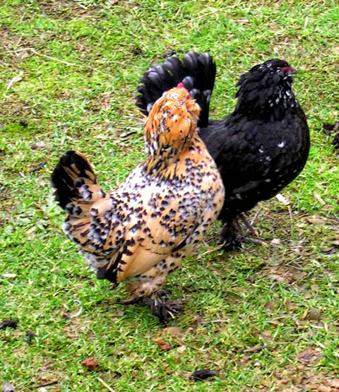 Featured image of post View 11 Barbu D&#039;uccle Bantams