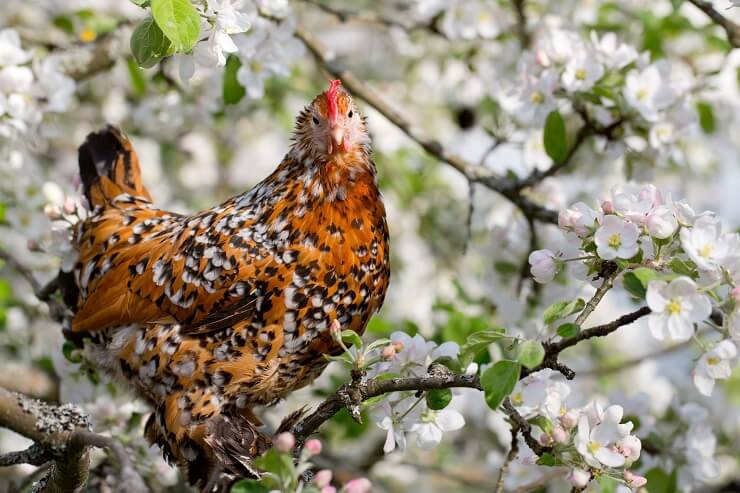 Featured image of post The Best 13 Barbu D&#039;uccle Eggs