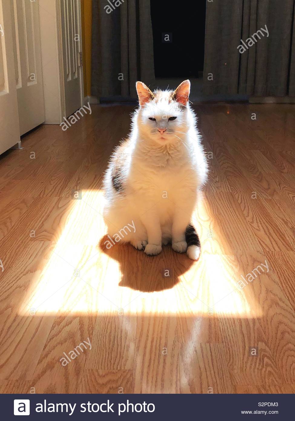 Featured image of post The Best 12 Cat Sitting In The Sun