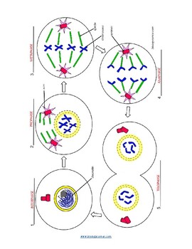 Featured image of post View 13 Cell Cycle Mitosis Coloring Worksheet Answer Key