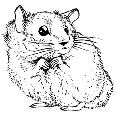 Featured image of post View 12 Cute Realistic Hamster Coloring Pages