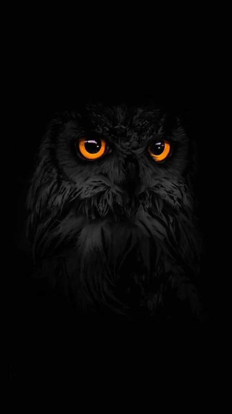 Featured image of post View 5 Dark Owl Phone Wallpaper Hd