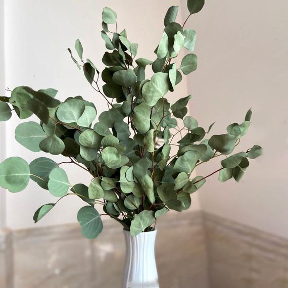 Featured image of post The Best 10 Dried Silver Dollar Eucalyptus Branches