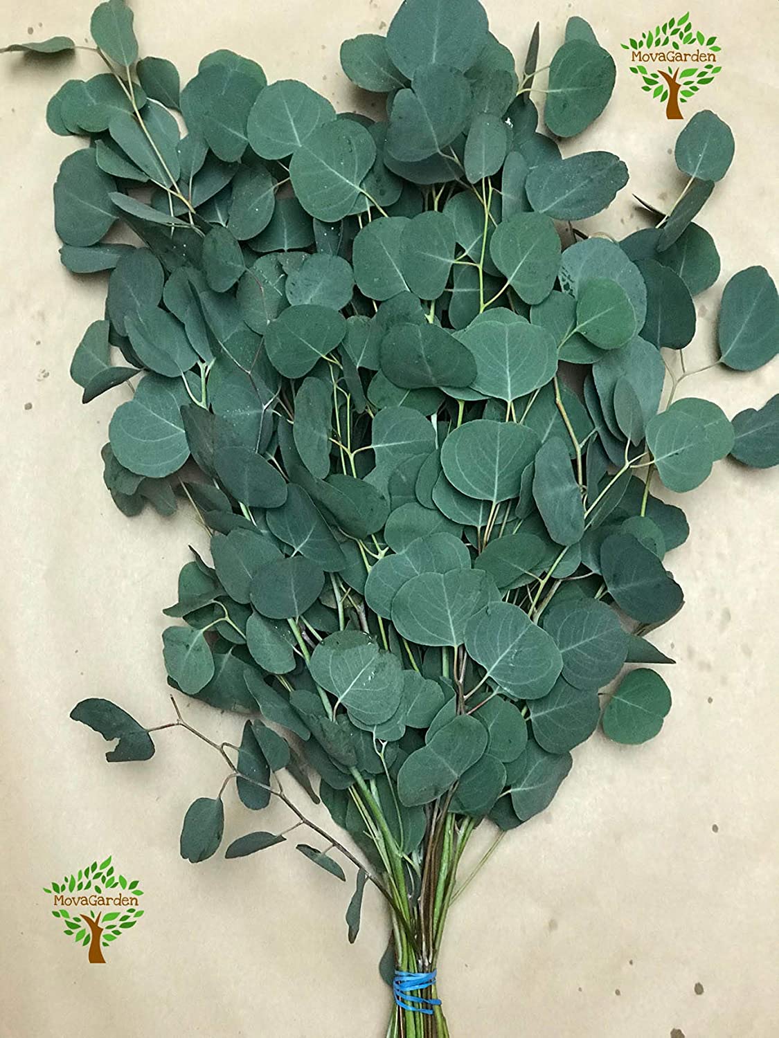 The Best 6 Dried Silver Dollar Eucalyptus Bulk