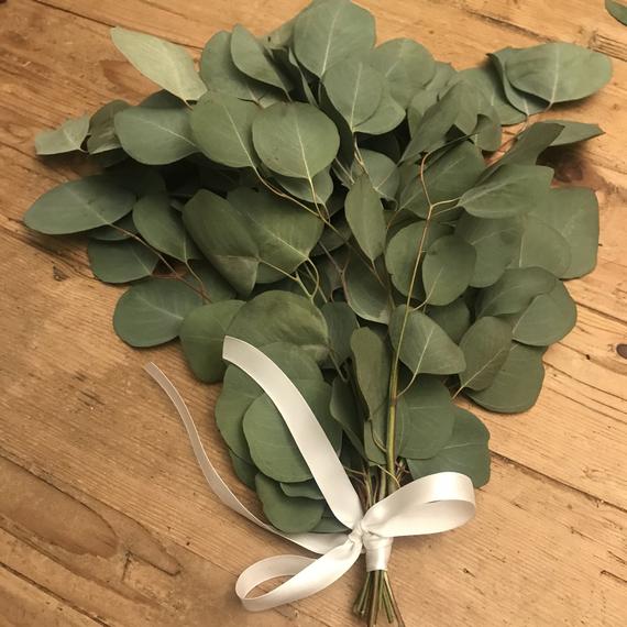 Featured image of post View 12 Dried Silver Dollar Eucalyptus Leaves