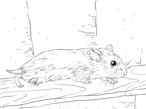 Featured image of post The Best 14 Dwarf Hamster Realistic Hamster Coloring Pages