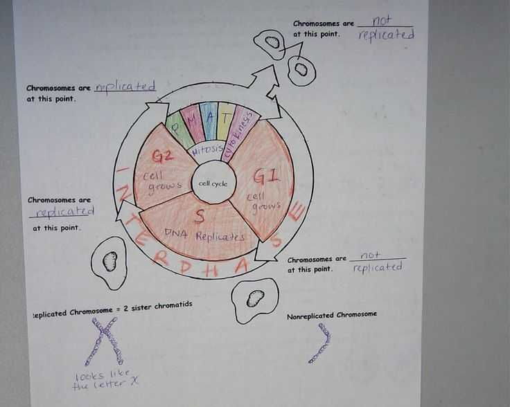 picture The Cell Cycle Coloring Worksheet Answer Key Pdf cell cycle coloring docx name sali toure date period 5 the cell cycle coloring worksheet label the diagram below with the following labels anaphase
