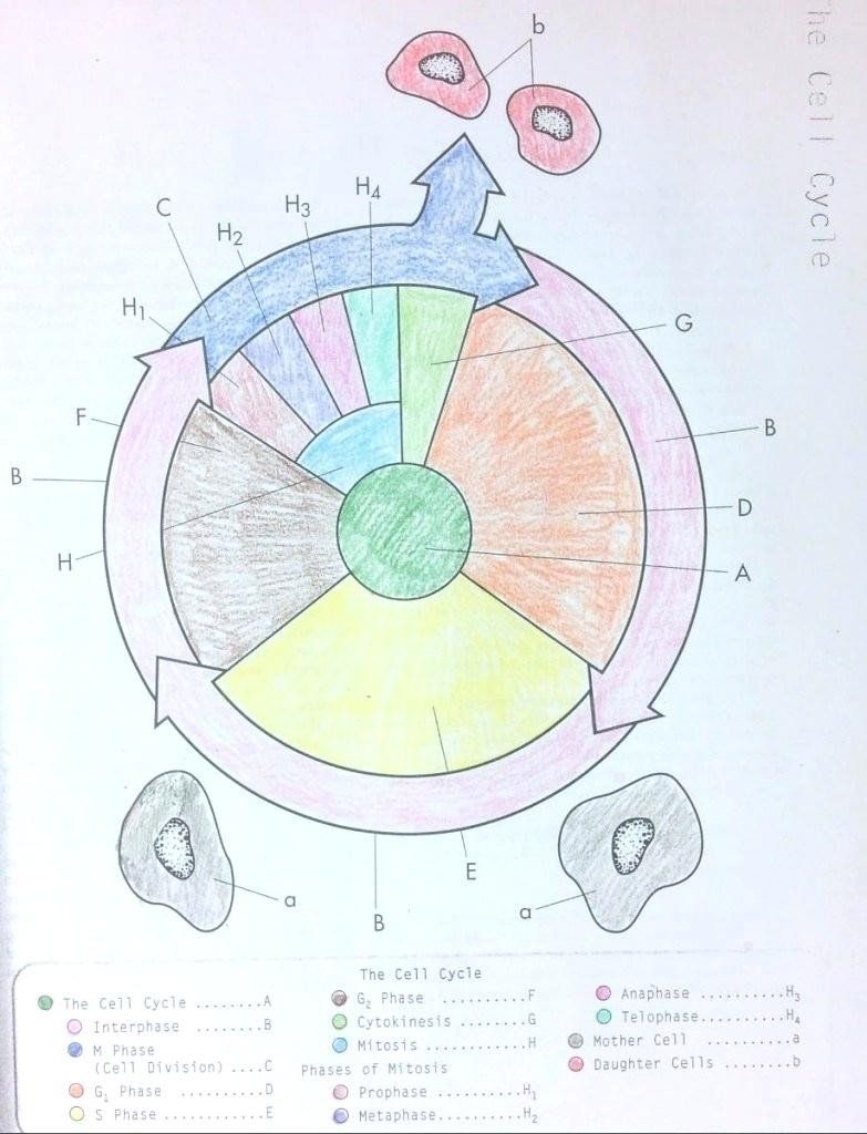 pics The Cell Cycle Coloring Worksheet Answer Key Pdf mitosis coloring key