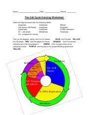 Featured image of post The Best 10 The Cell Cycle Coloring Worksheet Answer Sheet