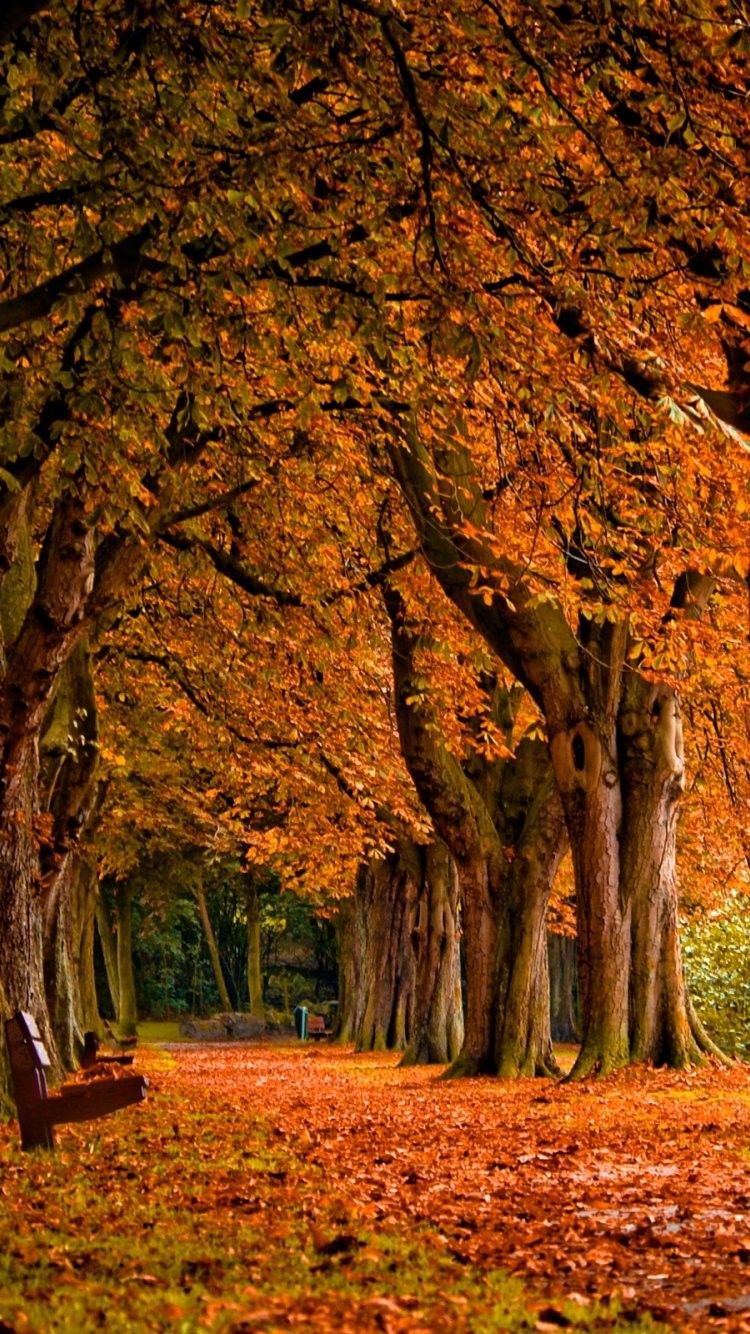 Featured image of post The Best 7 Wallpaper Iphone Fall Scenery